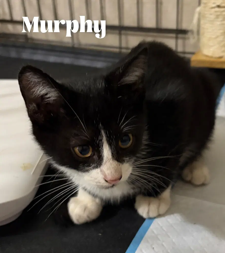 Murphy - Domestic Short Hair