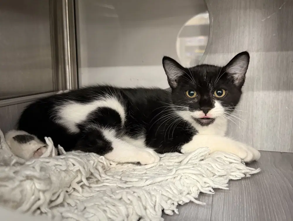 Murphy - Domestic Short Hair