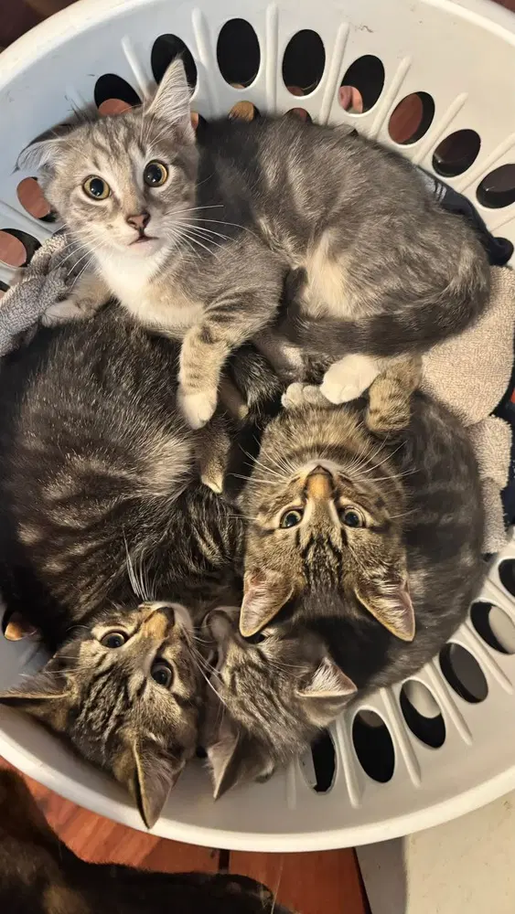Chandler - Domestic Short Hair