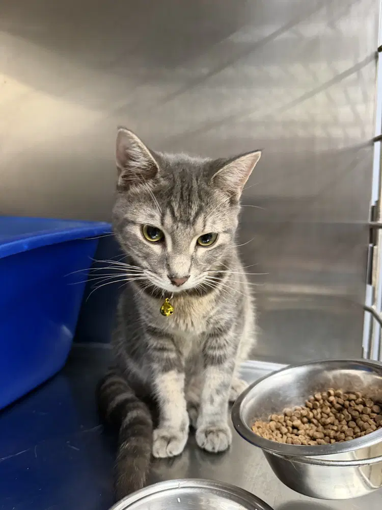 Ross - Domestic Short Hair