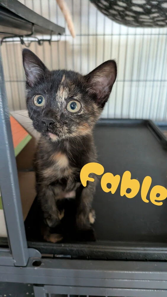 Fable