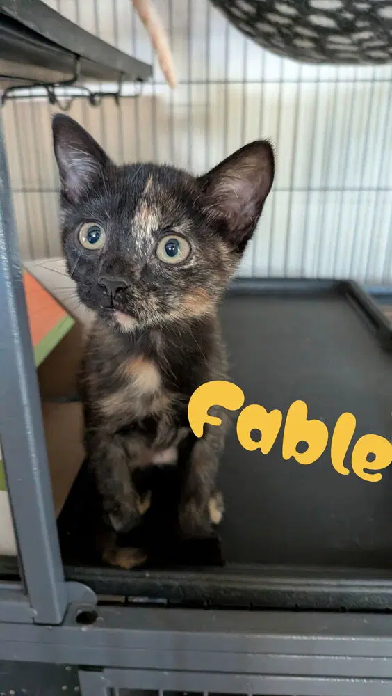 Fable - Domestic Short Hair