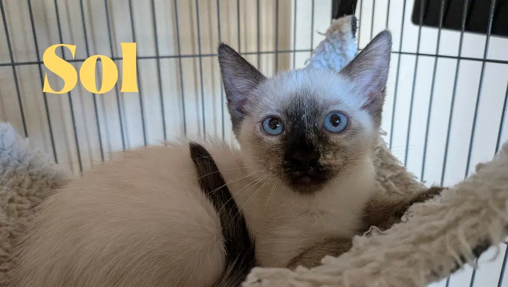 Sol - Domestic Short Hair