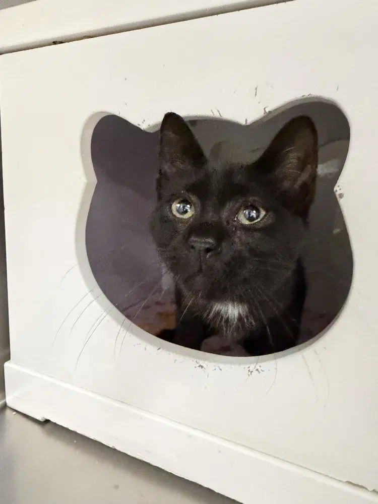 Patton - Domestic Short Hair
