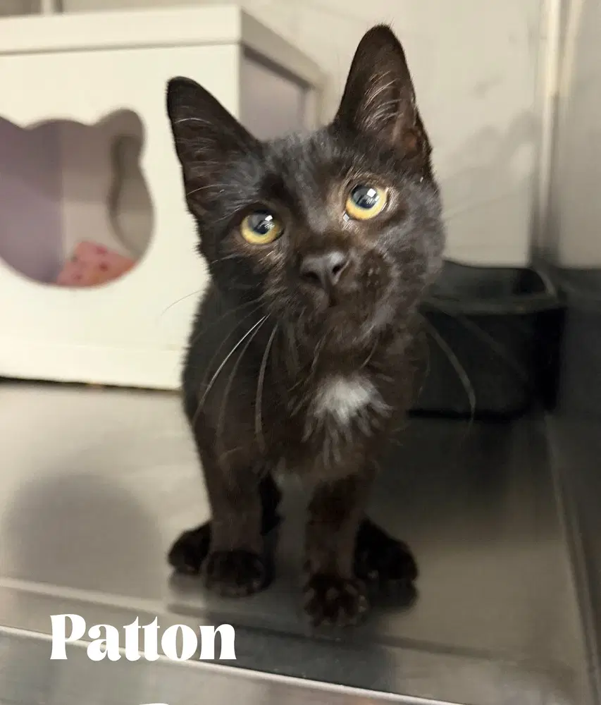 Patton - Domestic Short Hair