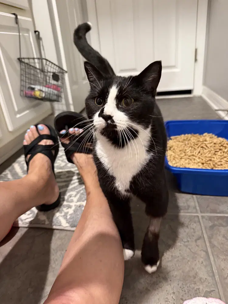 Mimi - Domestic Short Hair