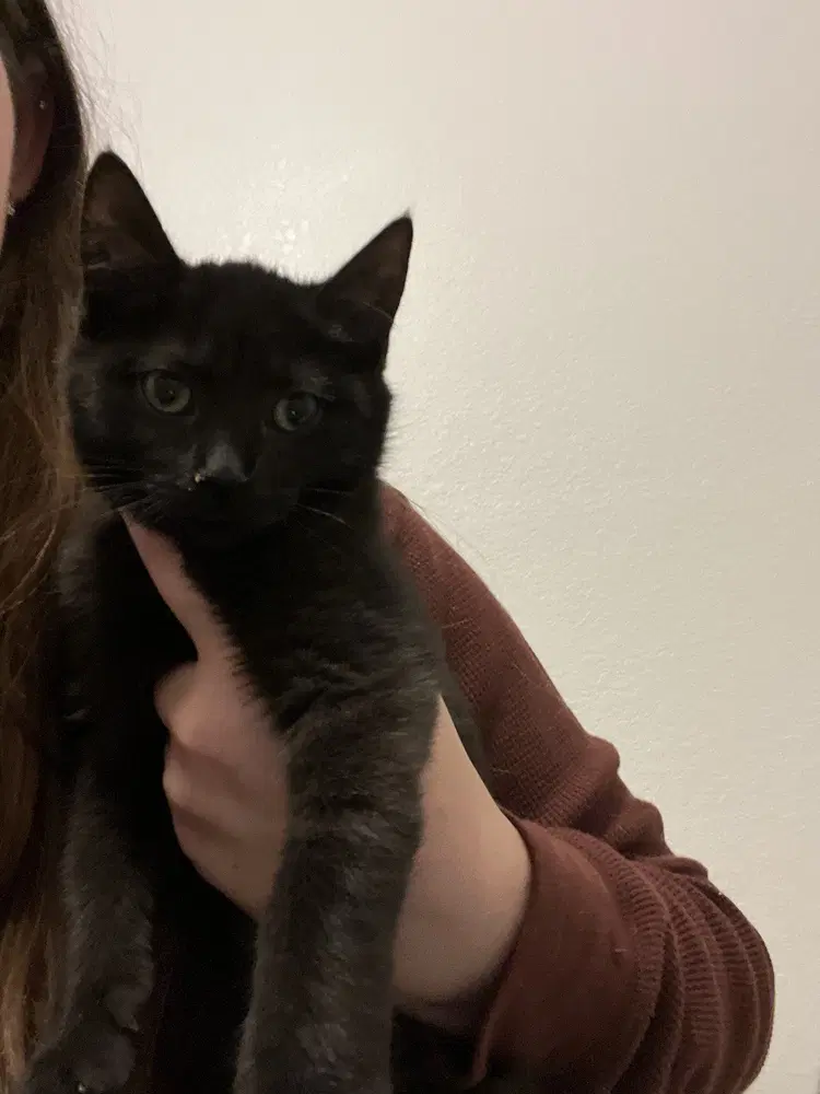Nymphadora - Domestic Short Hair