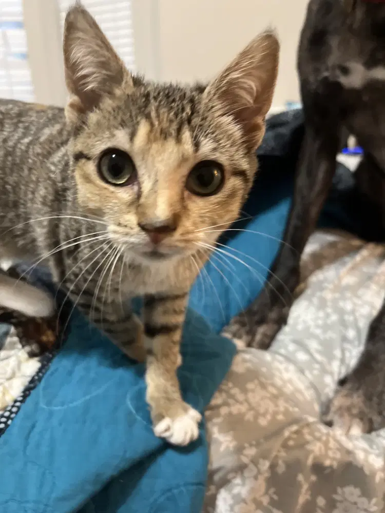 Hei Hei - Domestic Short Hair
