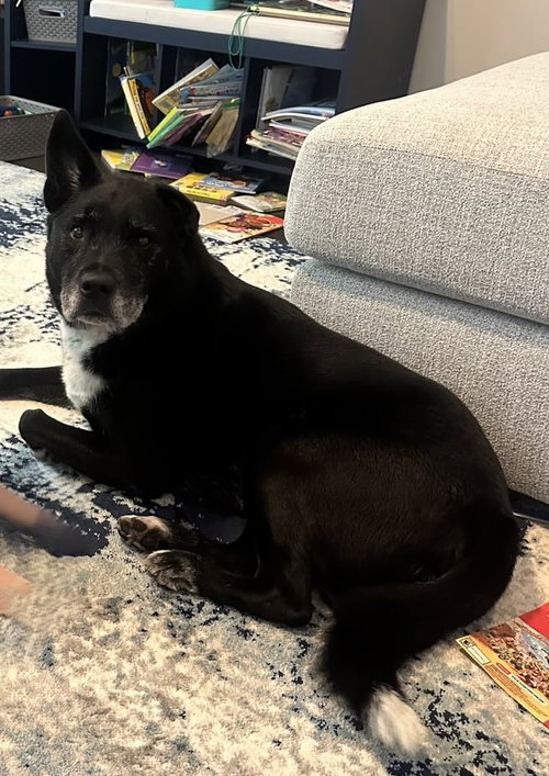 picture of the dog needing adoption