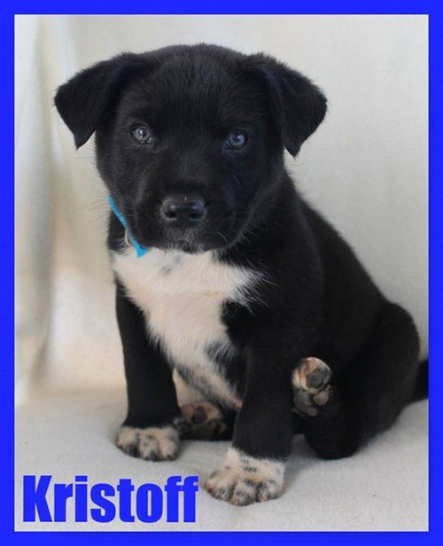 Kristoff - CP photo 3