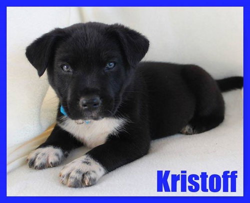 Kristoff - CP photo 4