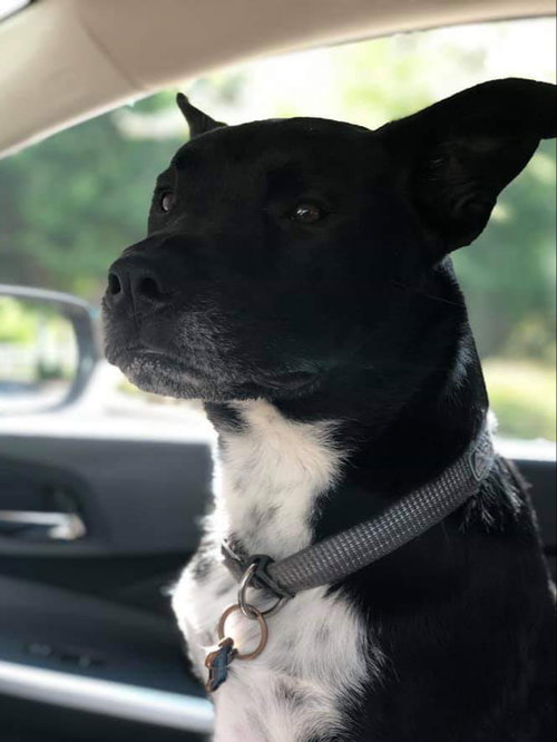 KRISTOFF - CP - Labrador Retriever / Shepherd available for adoption