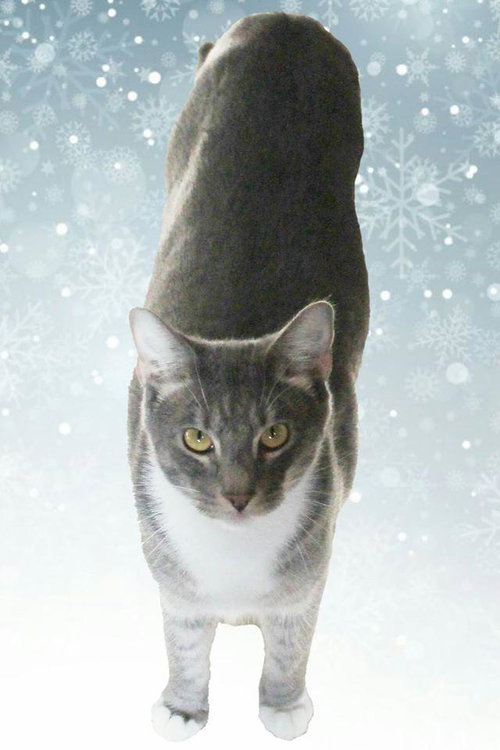 Zeus photo 7