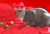 Zeus - Photo 9