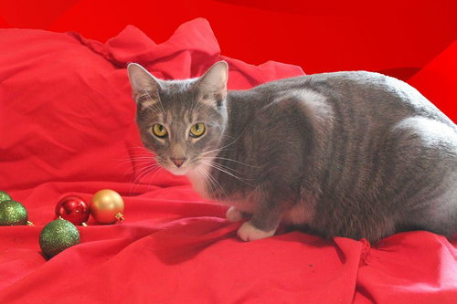 Zeus photo 9