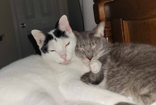ZEUS - Tabby available for adoption