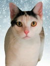Thor - Photo 6