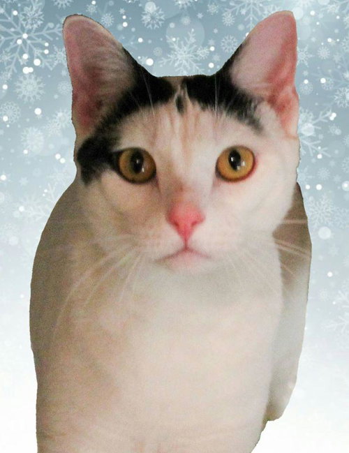 Thor photo 6