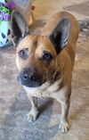 adoptable Dog in Locust Grove, GA named Shirley