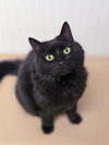 Tabitha - Photo 1