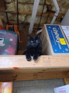 Tabitha - Photo 12