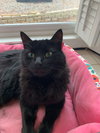 Tabitha - Photo 9
