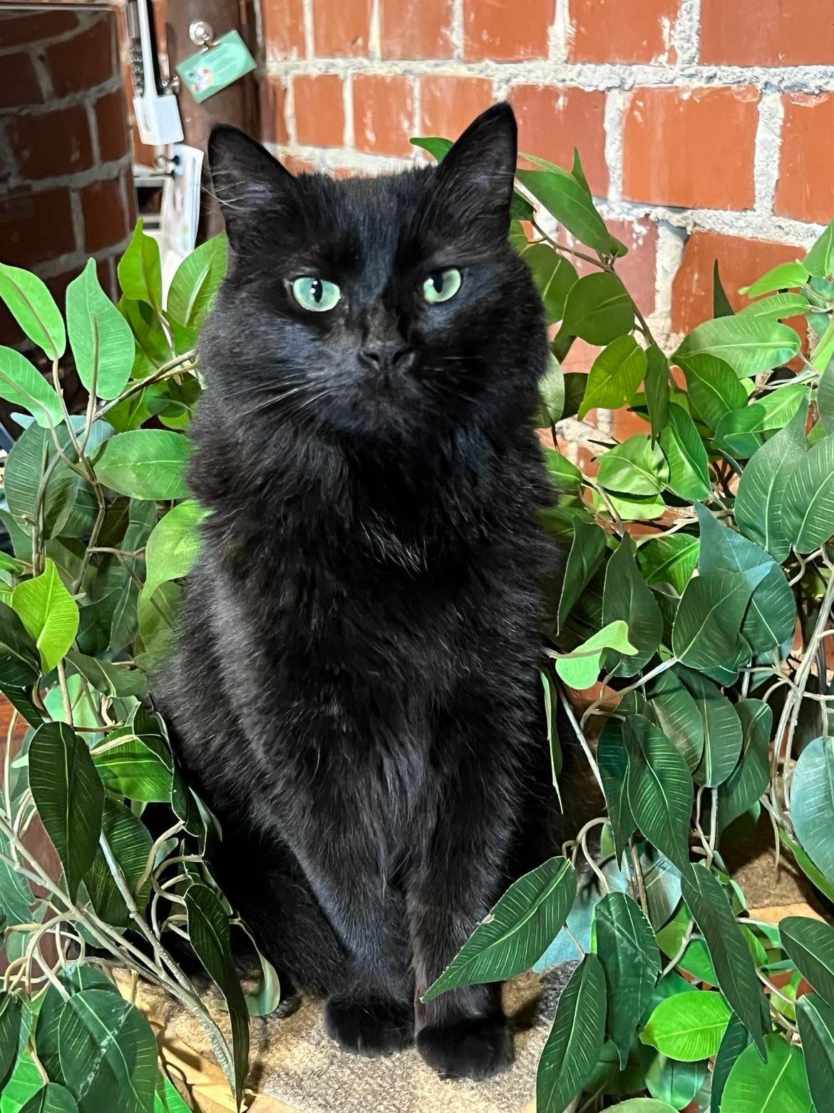 adoptable Cat in Locust Grove, GA named Tabitha