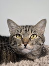 Chip - Photo 1