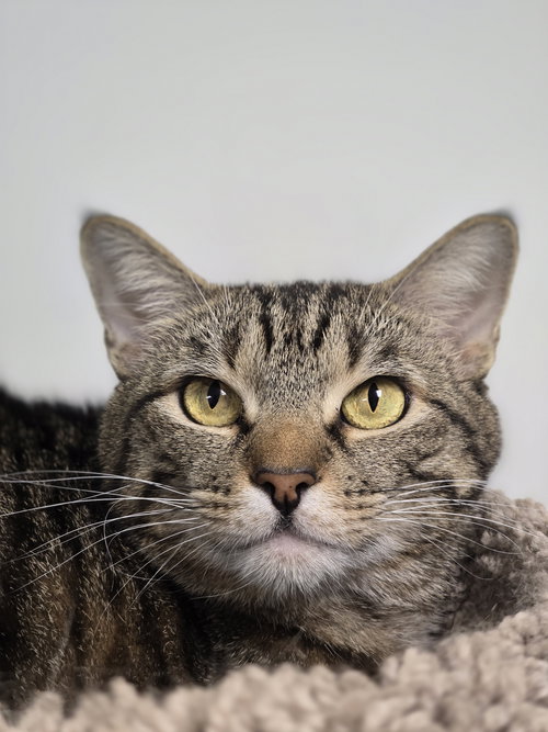 picture of the cat needing adoption