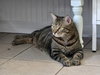 Chip - Photo 2