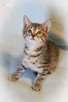 Chip - Photo 8