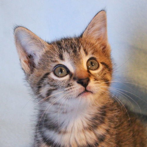 Photo 6 of Chip