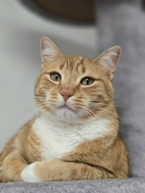 SUNNY - Domestic Short Hair available for adoption