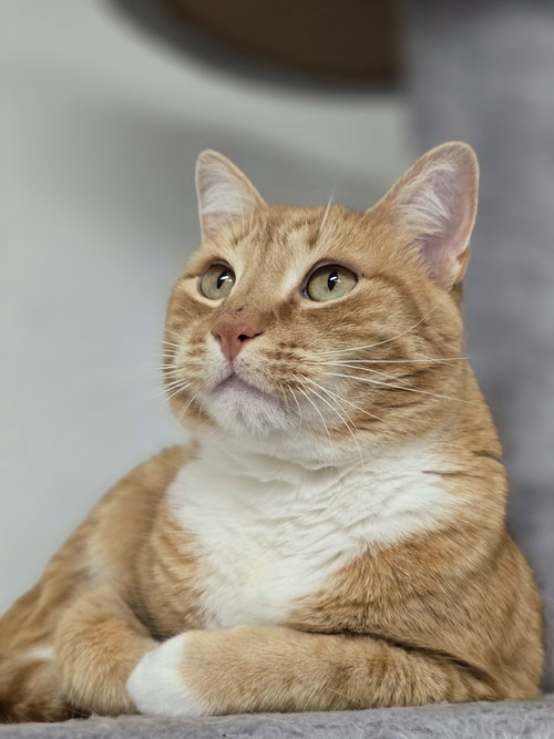 SUNNY - Domestic Short Hair available for adoption