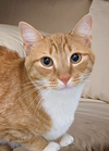 adoptable Cat in Locust Grove, GA named Sunny