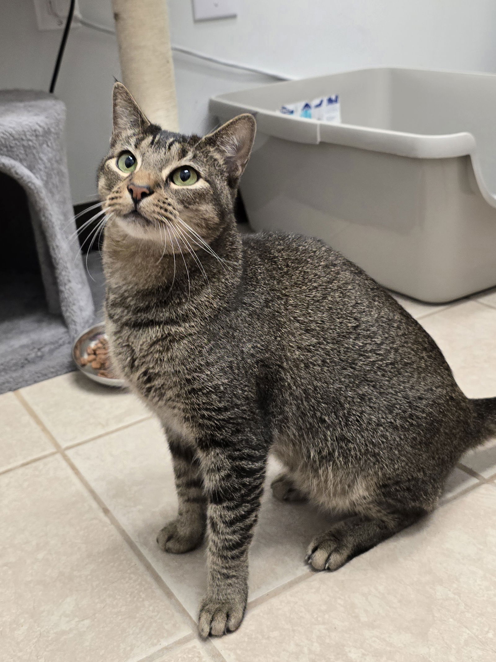 adoptable Cat in Locust Grove, GA named Fiona