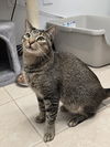 adoptable Cat in locust grove, GA named Fiona
