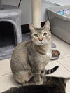 adoptable Cat in locust grove, GA named Hazel Mae
