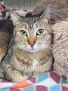 adoptable Cat in Locust Grove, GA named Hazel Mae