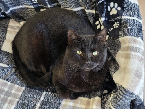 FELIX - Domestic Short Hair available for adoption