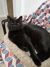 Felix - Photo 4