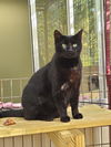 adoptable Cat in locust grove, GA named Felix