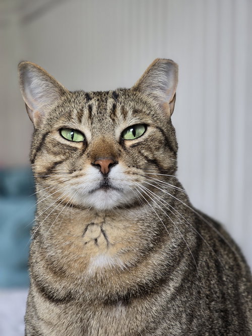 picture of the cat needing adoption