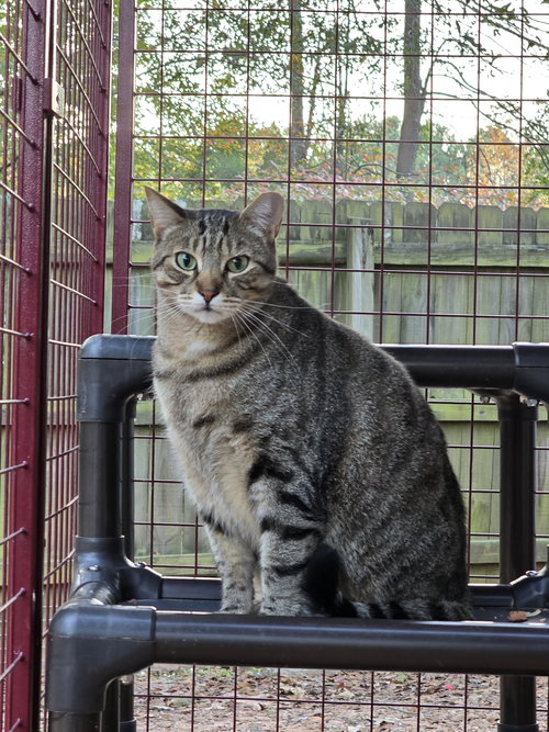 DEAN - Tabby available for adoption