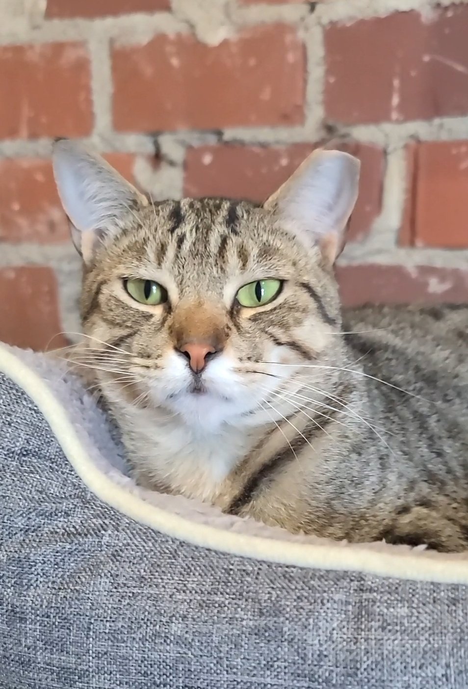adoptable Cat in Locust Grove, GA named Dean