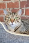 adoptable Cat in locust grove, GA named Dean
