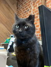 Yogi - Photo 9