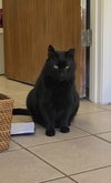 Yogi - Photo 7