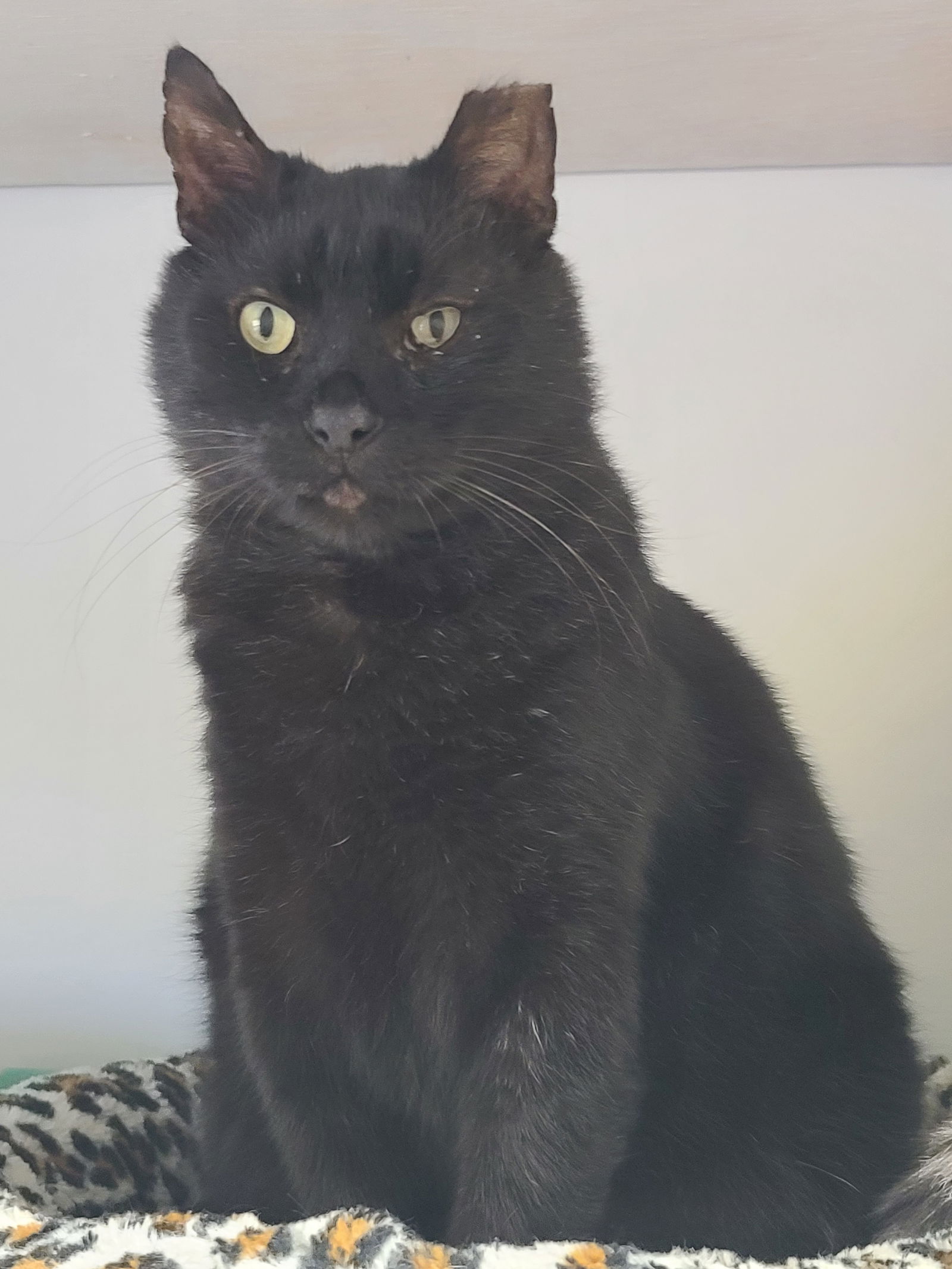 adoptable Cat in Locust Grove, GA named Yogi