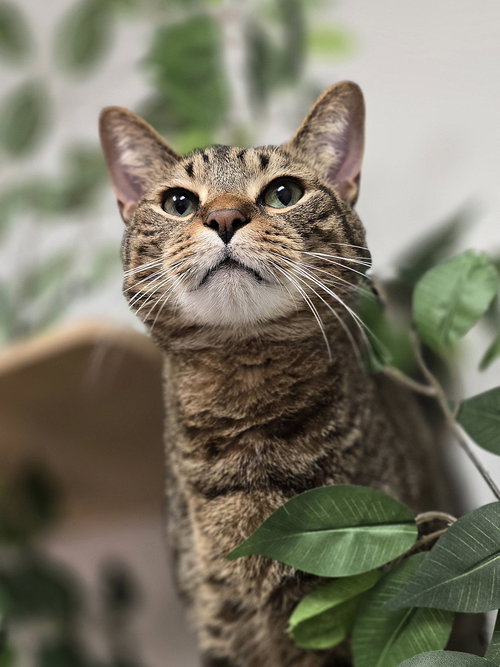 picture of the cat needing adoption